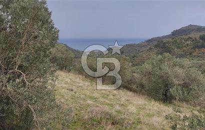 Kazdağları eteklerinde Assos'a komşu deniz manz. geniş zeytinlik