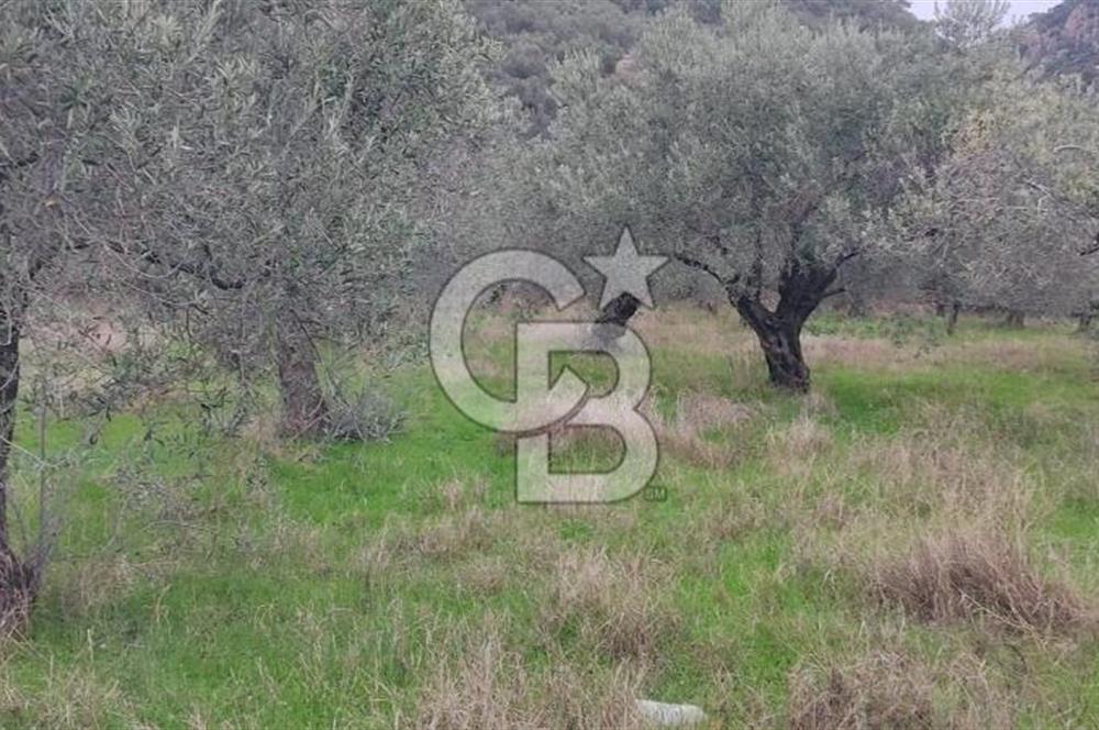 Assos Sahil Rotasında Yatı. Zeytinlik-Turiz. Bölgeleriyle İç İçe