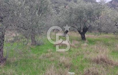 Assos Sahil Rotasında Yatı. Zeytinlik-Turiz. Bölgeleriyle İç İçe