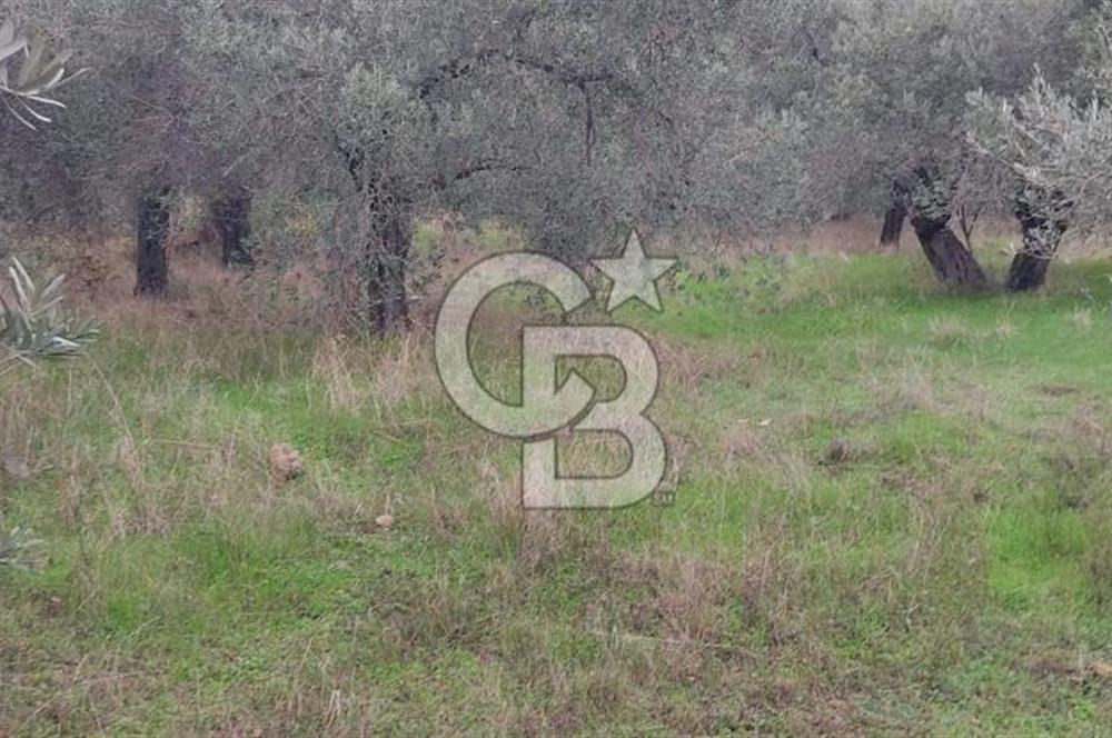 Assos Sahil Rotasında Yatı. Zeytinlik-Turiz. Bölgeleriyle İç İçe