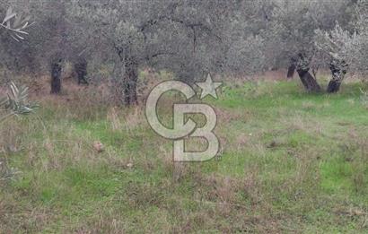 Assos Sahil Rotasında Yatı. Zeytinlik-Turiz. Bölgeleriyle İç İçe