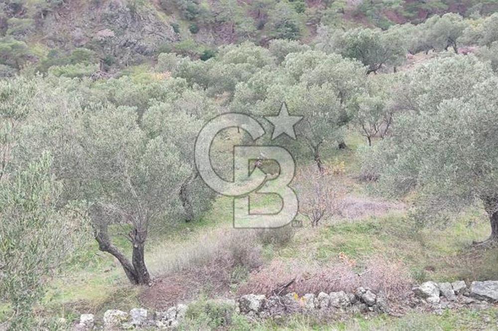 Kazdağları eteklerinde Assos'a komşu deniz manz. geniş zeytinlik