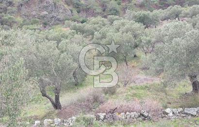 Kazdağları eteklerinde Assos'a komşu deniz manz. geniş zeytinlik