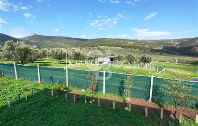 Foça Koca Mehmetler de Doğayla İç içe 469 m2 Satılık Tarla