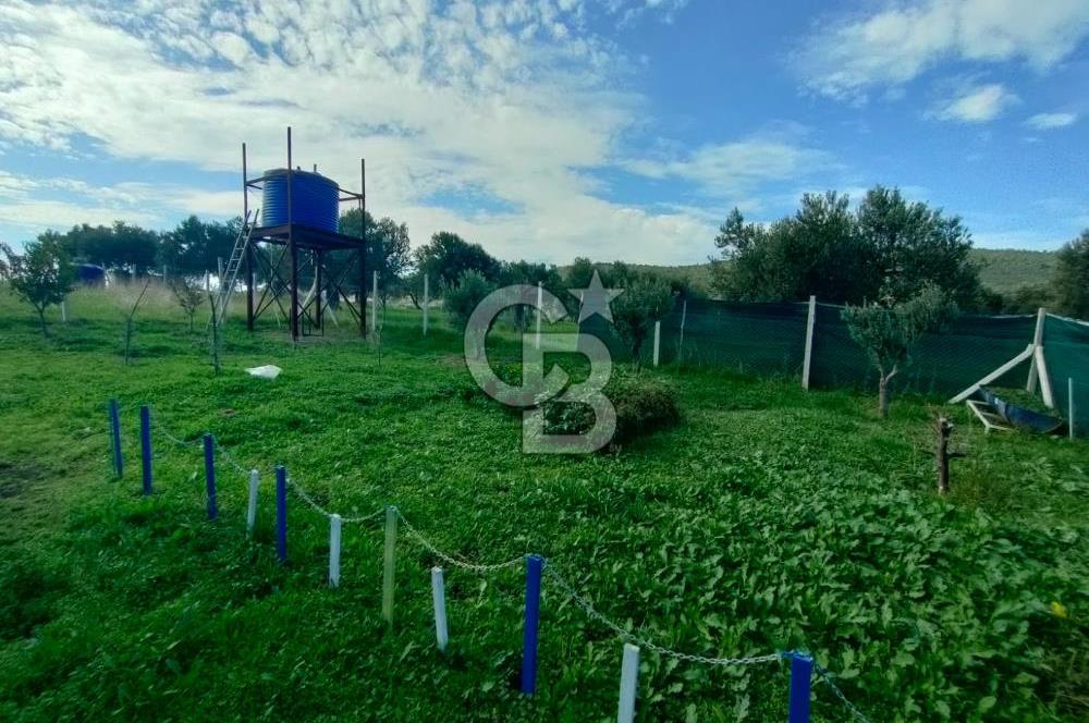Foça Koca Mehmetler de Doğayla İç içe 469 m2 Satılık Tarla