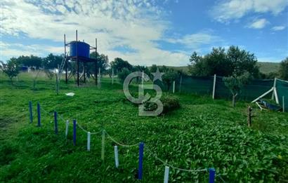 Foça Koca Mehmetler de Doğayla İç içe 469 m2 Satılık Tarla