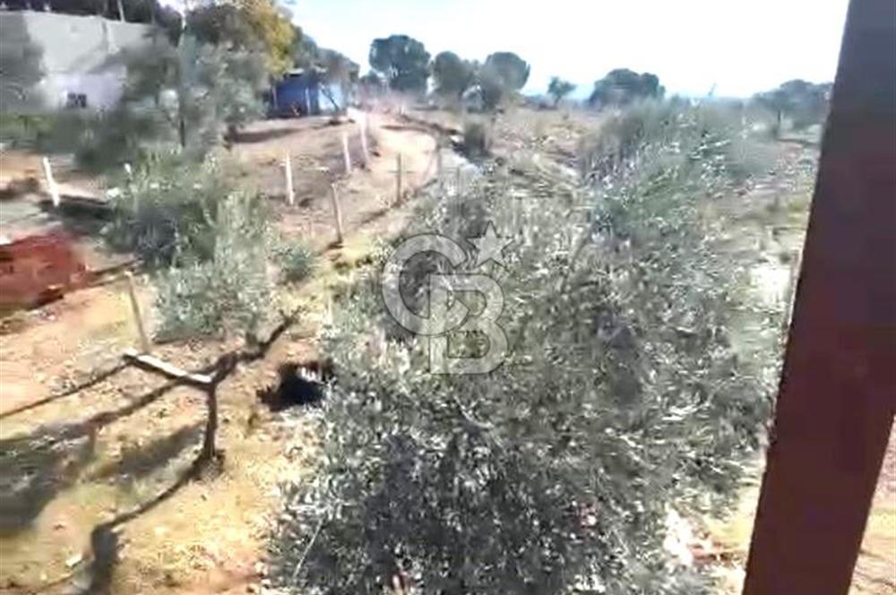 Torbalı Helvacı'da Zeytinli Tarla İçinde Natamam Ev