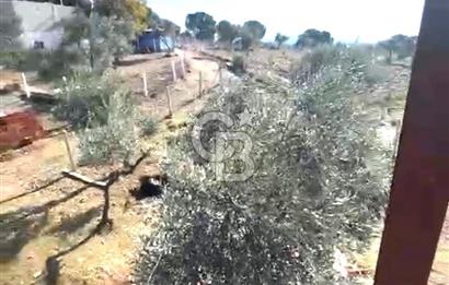 Torbalı Helvacı'da Zeytinli Tarla İçinde Natamam Ev