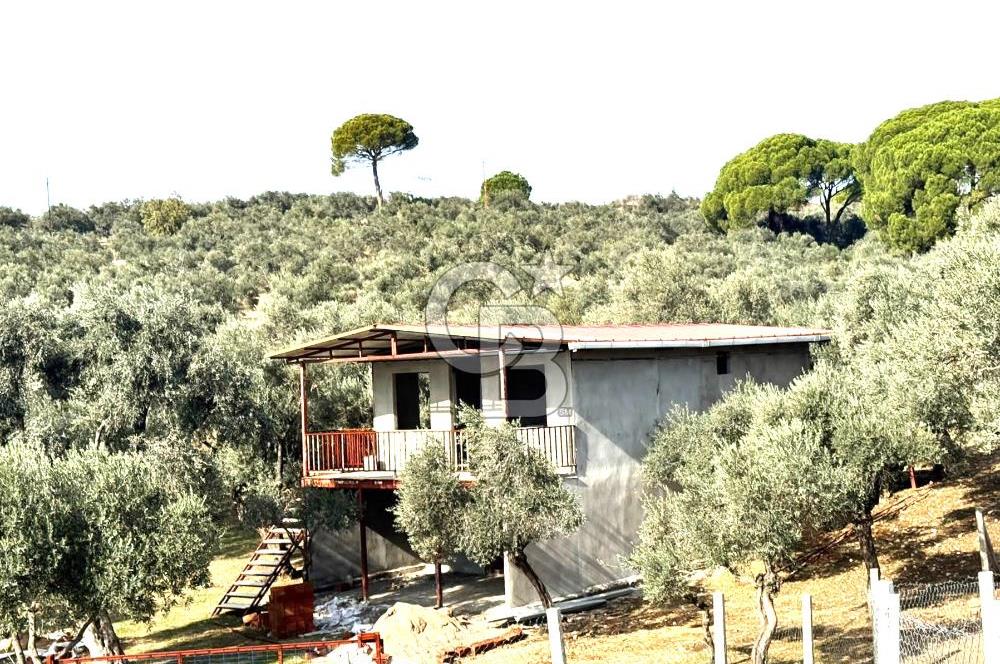 Torbalı Helvacı'da Zeytinli Tarla İçinde Natamam Ev