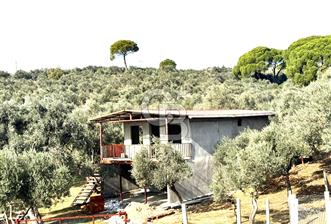 Torbalı Helvacı'da Zeytinli Tarla İçinde Natamam Ev - 7 - 314136