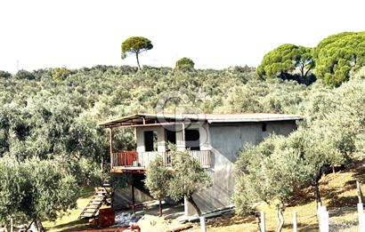 Torbalı Helvacı'da Zeytinli Tarla İçinde Natamam Ev