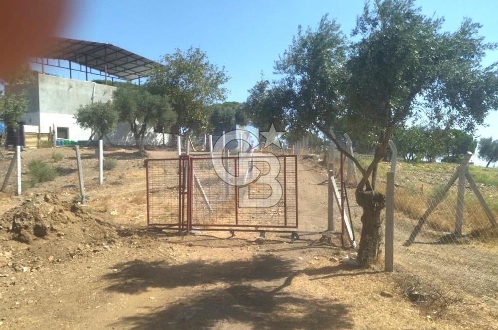 Torbalı Helvacı'da Zeytinli Tarla İçinde Natamam Ev