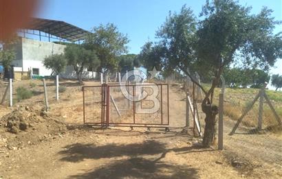 Torbalı Helvacı'da Zeytinli Tarla İçinde Natamam Ev