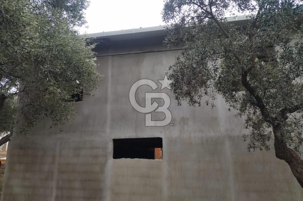 Torbalı Helvacı'da Zeytinli Tarla İçinde Natamam Ev