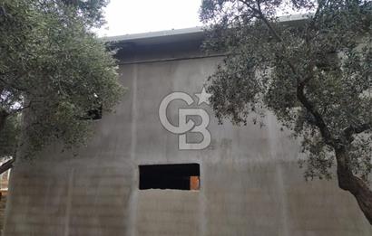 Torbalı Helvacı'da Zeytinli Tarla İçinde Natamam Ev