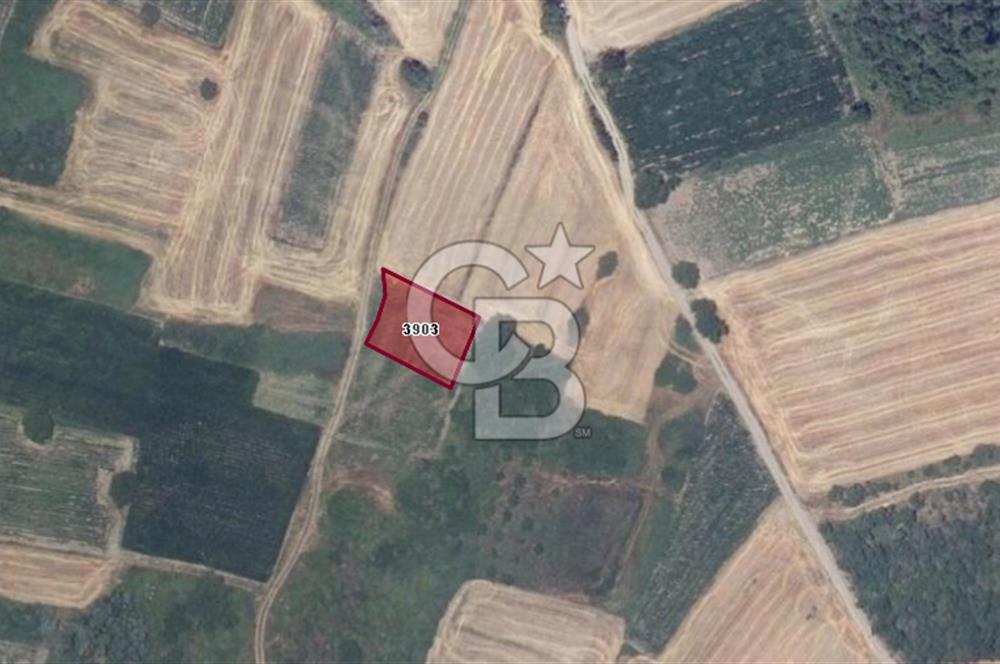 CB BLACK'TAN HARMANLI'DA UFAK PARÇA