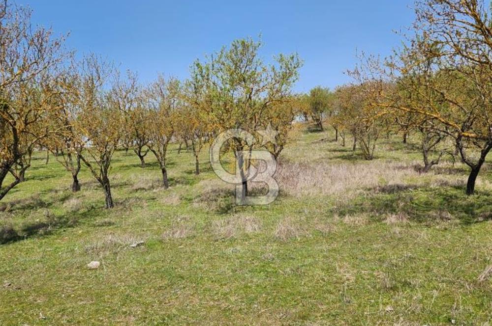 Balıkesir İli Karesi İlçesi Naipli Mahallesinde Satılık Arsa