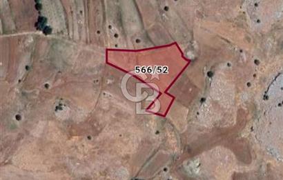 Antalya Korkuteli Armutpınarı'nda Satılık Tarla