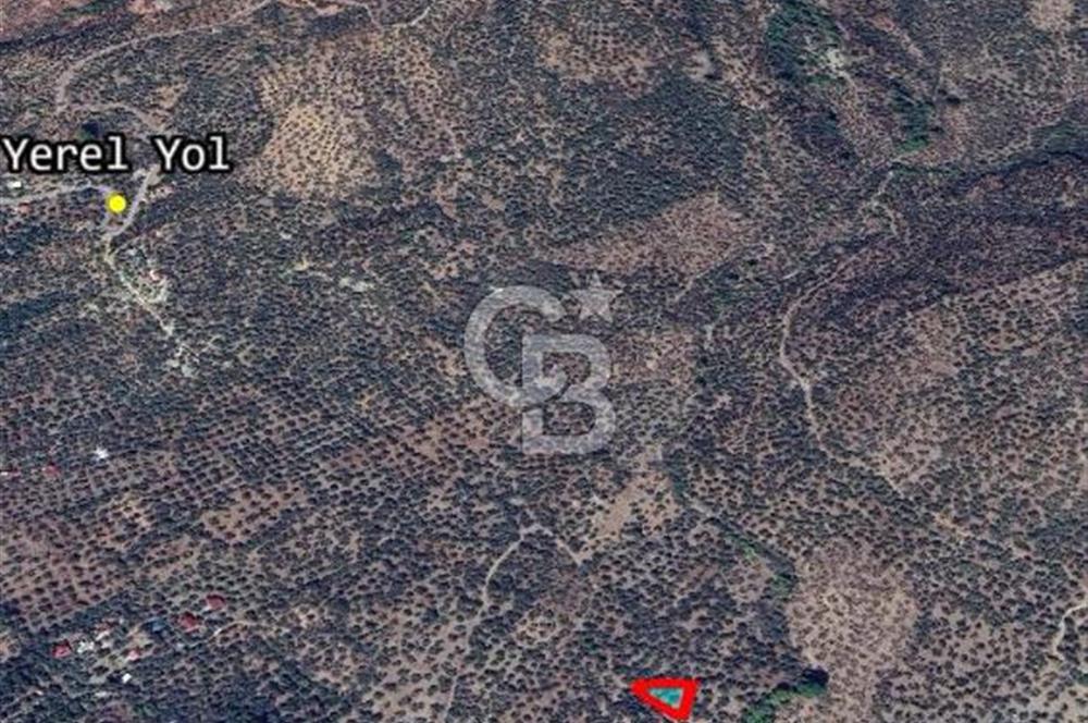 Ayvacık Ahmetçe Köyü'nde 621 m²ZeytinlikSahile 400m,Anayol 800m