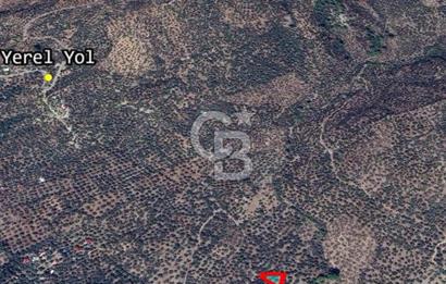 Ayvacık Ahmetçe Köyü'nde 621 m²ZeytinlikSahile 400m,Anayol 800m