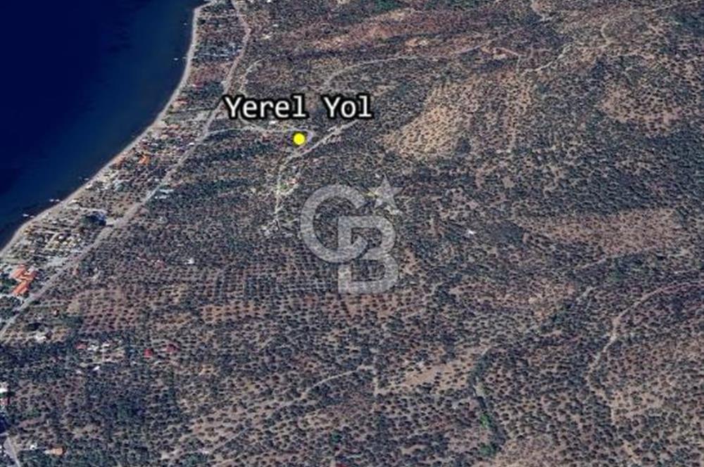 Ayvacık Ahmetçe Köyü'nde 621 m²ZeytinlikSahile 400m,Anayol 800m