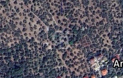 Ayvacık Ahmetçe Köyü'nde 621 m²ZeytinlikSahile 400m,Anayol 800m