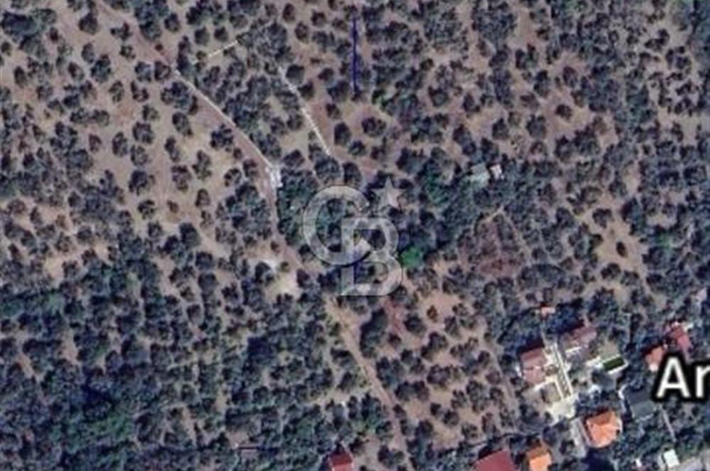 Ayvacık Ahmetçe Köyü'nde 621 m²ZeytinlikSahile 400m,Anayol 800m