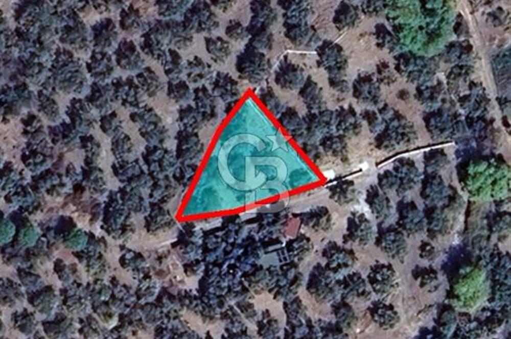 Ayvacık Ahmetçe Köyü'nde 621 m²ZeytinlikSahile 400m,Anayol 800m