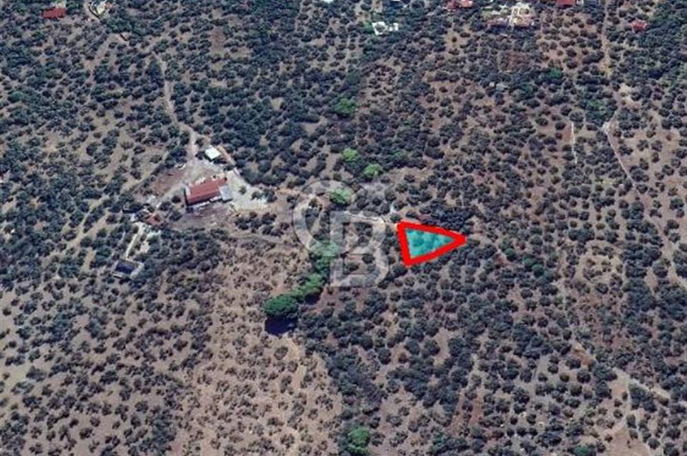 Ayvacık Ahmetçe Köyü'nde 621 m²ZeytinlikSahile 400m,Anayol 800m