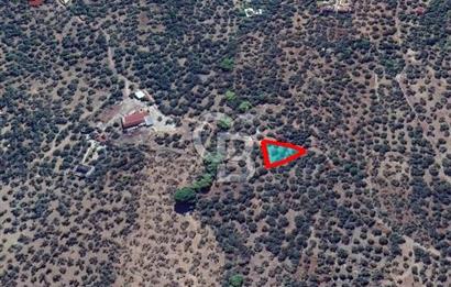 Ayvacık Ahmetçe Köyü'nde 621 m²ZeytinlikSahile 400m,Anayol 800m