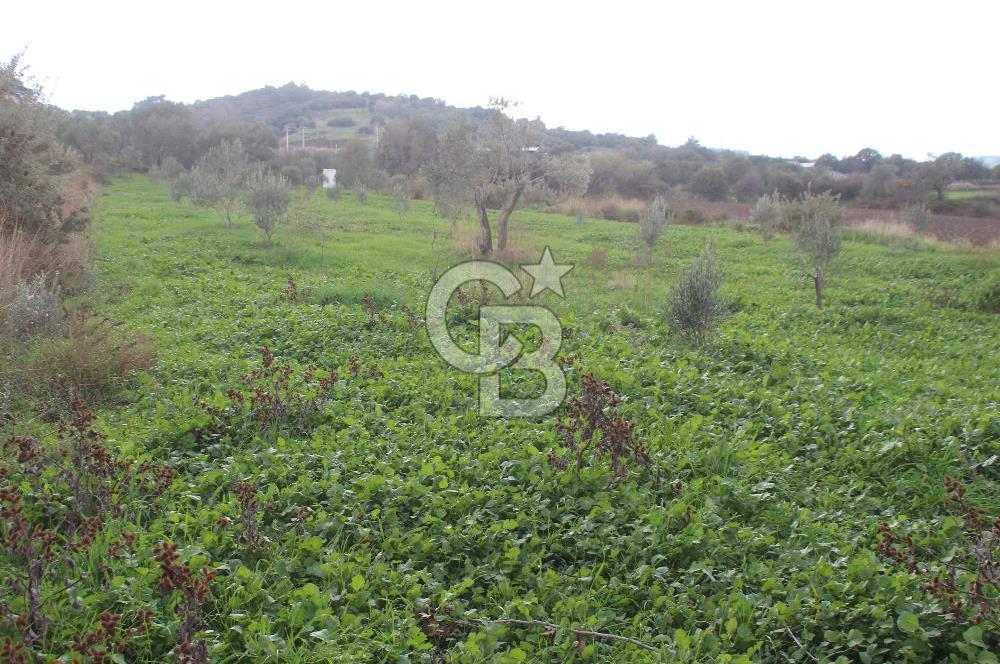 CB Odak'tan Bergama Cevaplı'da zeytinlik