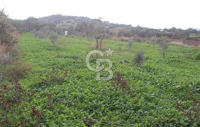 CB Odak'tan Bergama Cevaplı'da zeytinlik