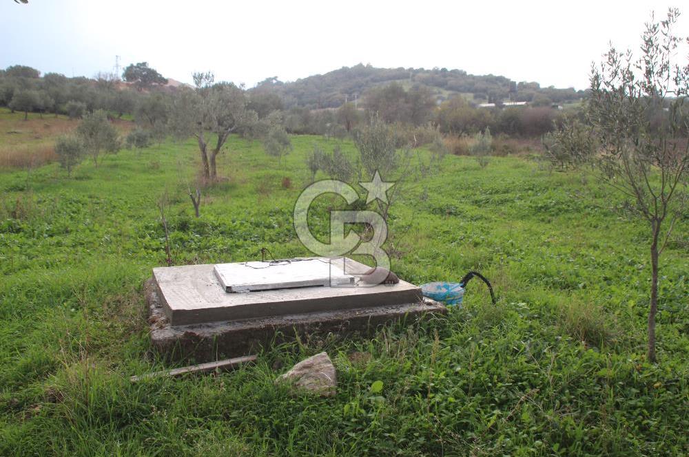 CB Odak'tan Bergama Cevaplı'da zeytinlik