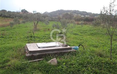 CB Odak'tan Bergama Cevaplı'da zeytinlik