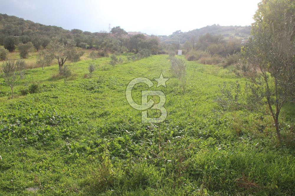 CB Odak'tan Bergama Cevaplı'da zeytinlik