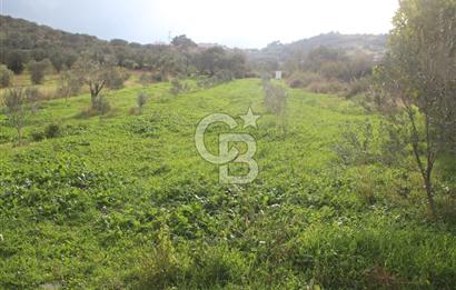 CB Odak'tan Bergama Cevaplı'da zeytinlik