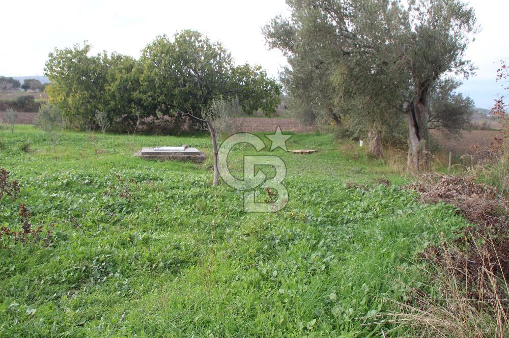 CB Odak'tan Bergama Cevaplı'da zeytinlik