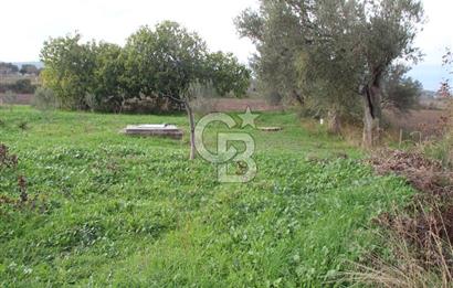 CB Odak'tan Bergama Cevaplı'da zeytinlik