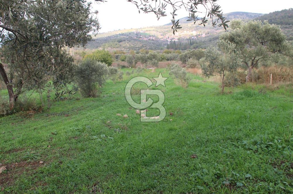 CB Odak'tan Bergama Cevaplı'da zeytinlik