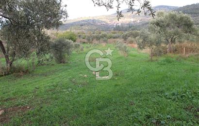 CB Odak'tan Bergama Cevaplı'da zeytinlik