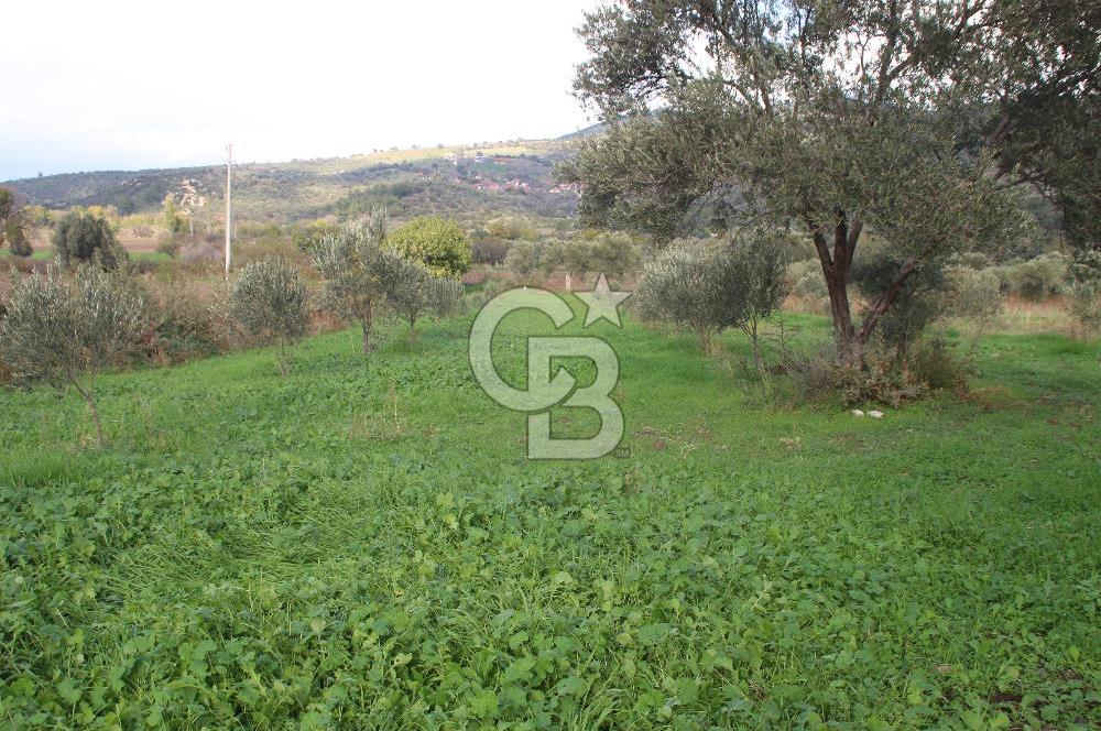 CB Odak'tan Bergama Cevaplı'da zeytinlik