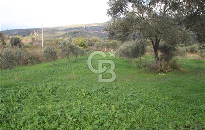 CB Odak'tan Bergama Cevaplı'da zeytinlik