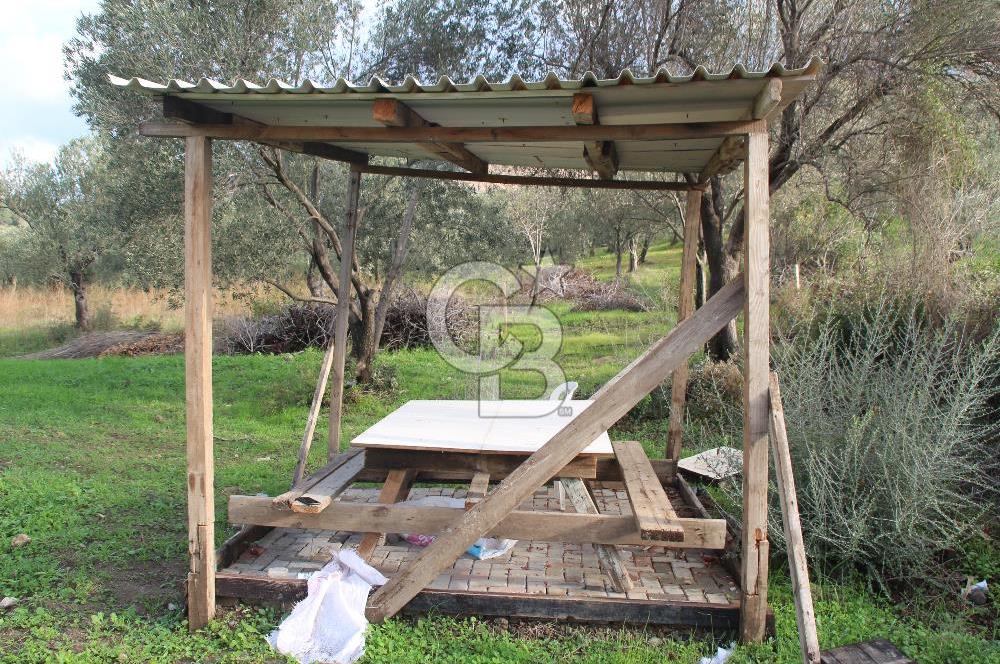 CB Odak'tan Bergama Cevaplı'da zeytinlik