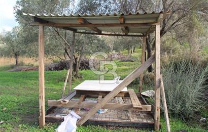 CB Odak'tan Bergama Cevaplı'da zeytinlik