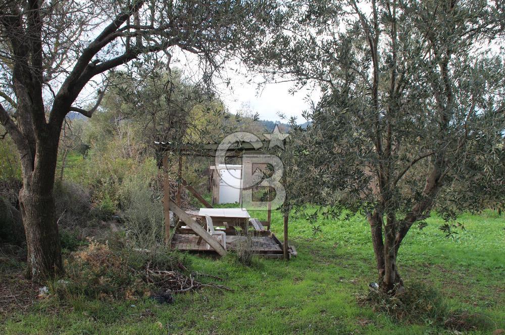 CB Odak'tan Bergama Cevaplı'da zeytinlik