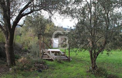 CB Odak'tan Bergama Cevaplı'da zeytinlik