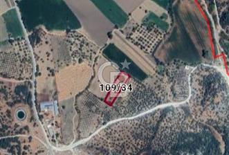 CB Odak'tan Bergama Cevaplı'da zeytinlik - 1 - 314270