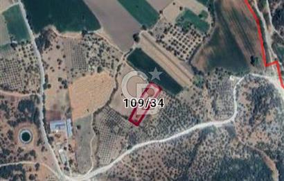 CB Odak'tan Bergama Cevaplı'da zeytinlik