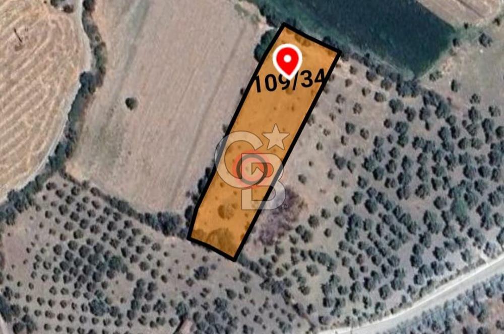 CB Odak'tan Bergama Cevaplı'da zeytinlik