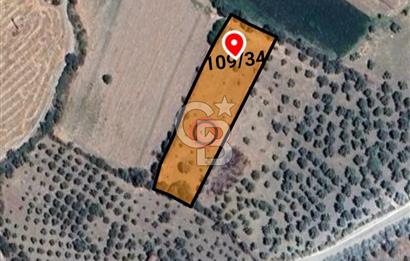 CB Odak'tan Bergama Cevaplı'da zeytinlik